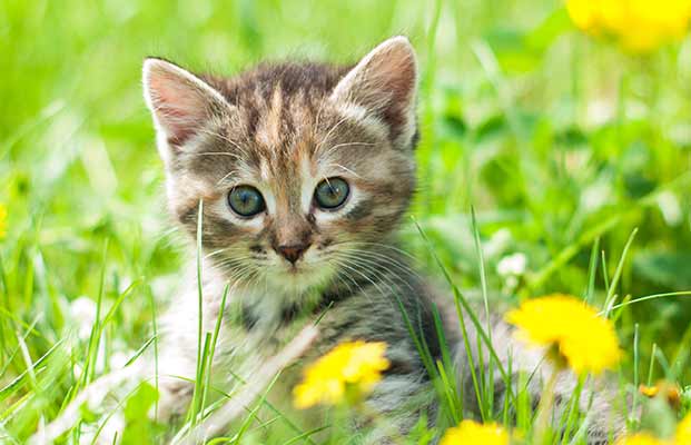 Un giovane gatto circondato da fiori di cespuglio