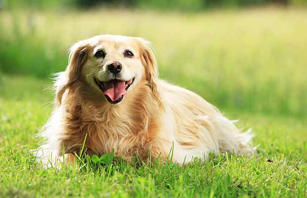 Un cane in giardino