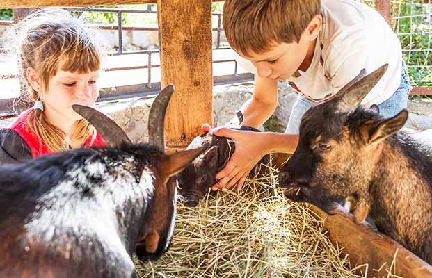 I bambini danno da mangiare agli animali