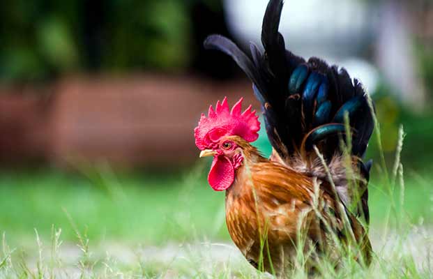 Un gallo orgoglioso