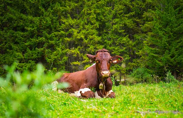 Una mucca sdraiata su un pascolo di montagna