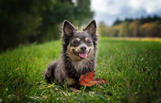 Ein Hund in einer Wiese