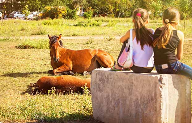 Due ragazze e i cavalli