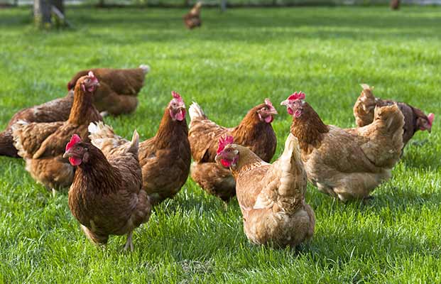 Un gruppo di galline in un prato