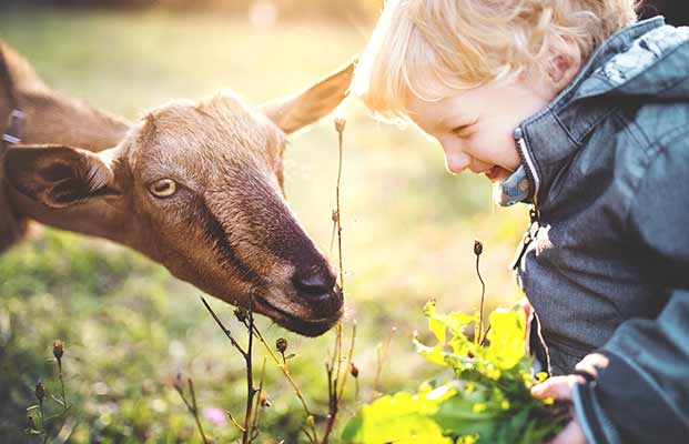 Un bambino con una capra