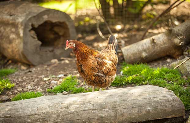 Una gallina su un tronco d'albero