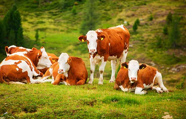 Un gruppo di mucche