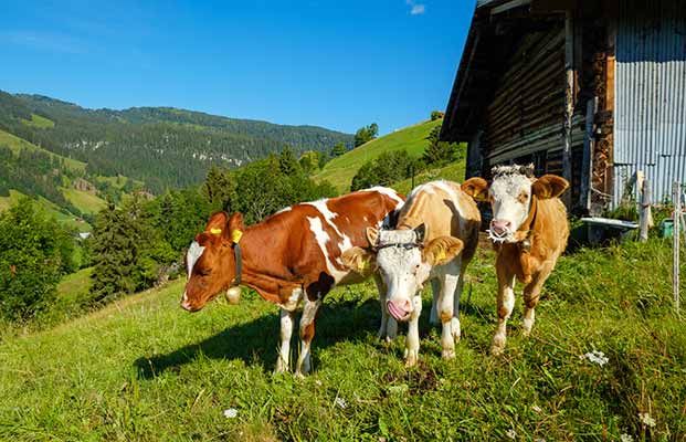 Giovani mucche in un pascolo di montagna