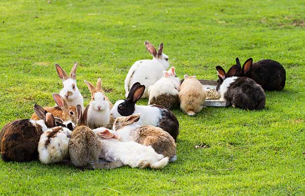 Un gruppo di conigli che mangia