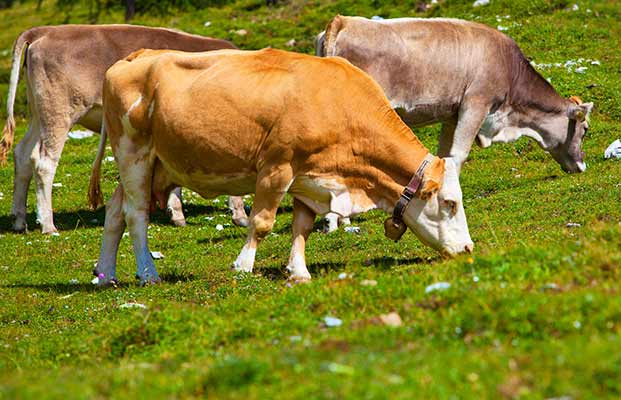 Tre mucche in un prato alpino