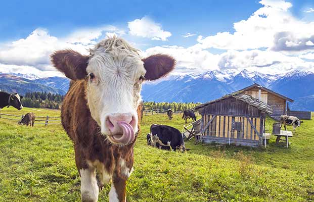 La mucca guarda nella telecamera