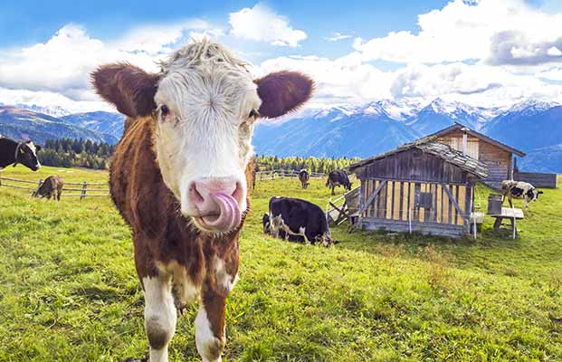 Mucche sulla Rodenecker Alm