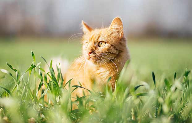 Un giovane gatto in un prato