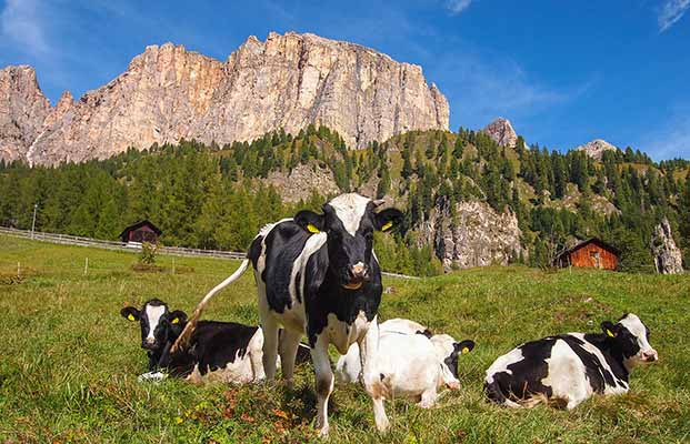 Passo gardena con le mucche