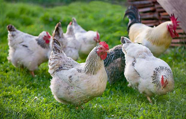 Galline in cerca di cibo