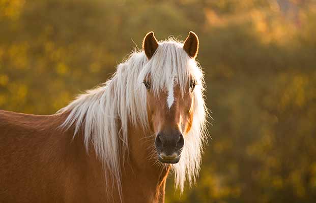 Un cavallo di sera