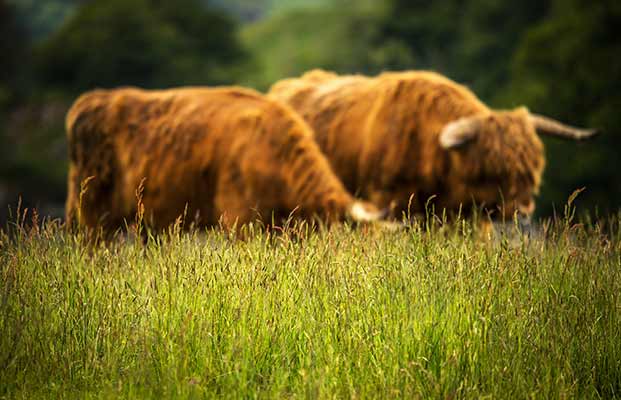 Due bovini di razza Highland in un prato