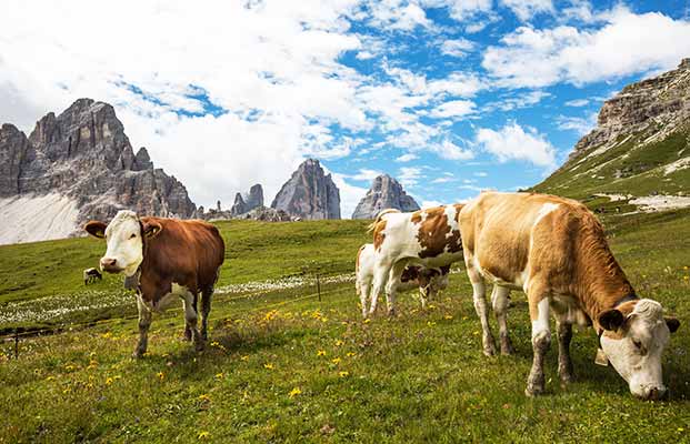 Mucche alle Tre Cime