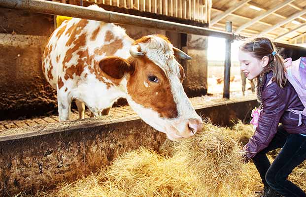 Una ragazza nutre una mucca