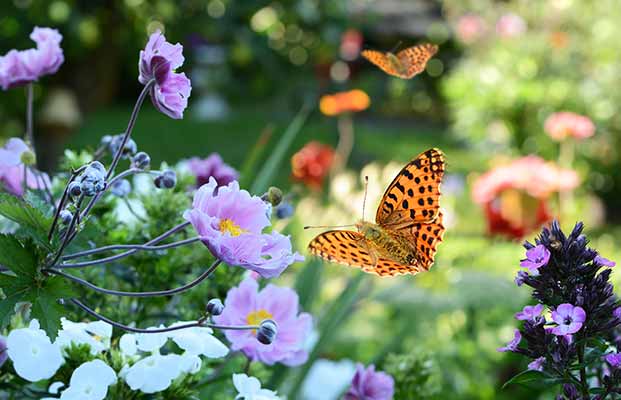 Farfalla in giardino