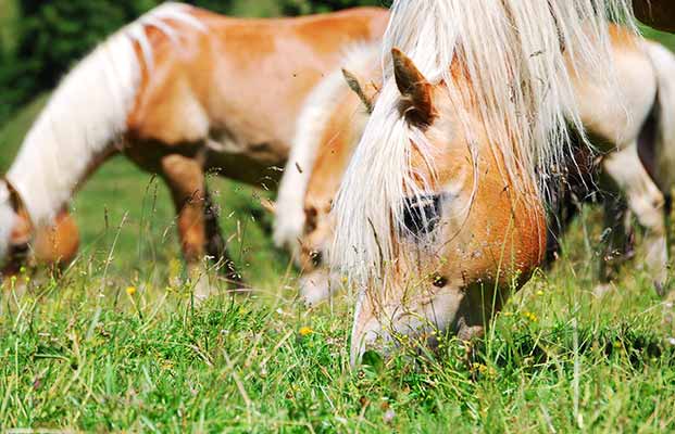 Cavalli che si nutrono in un prato