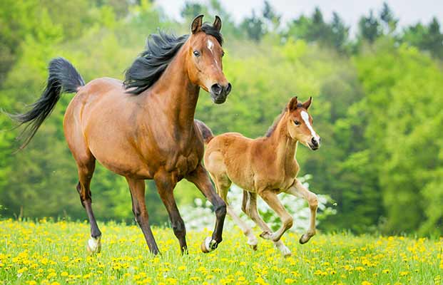 Cavallo e puledro che corrono su un prato