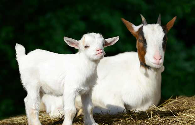 Una capra e un capretto