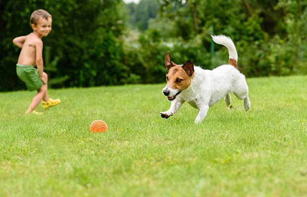 Un bambino e un cane che giocano