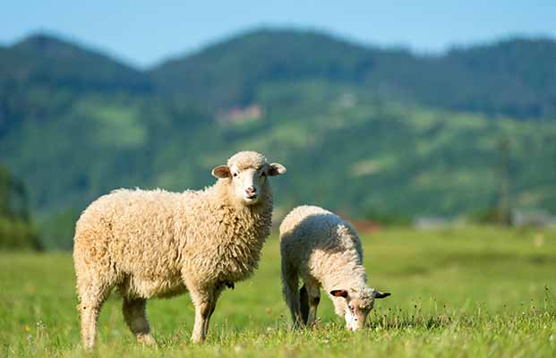 Due pecore in un prato