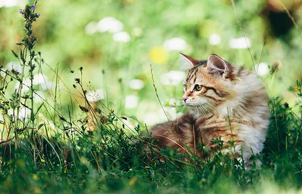 Un gatto nell'erba