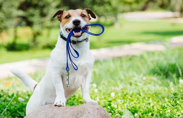 Un cane su una pietra