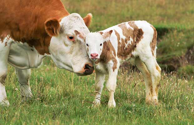 Un vitello e una mucca in un prato