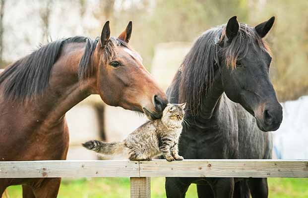 Due cavalli e un gatto