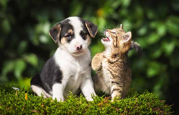 Cucciolo e gatto nella foresta