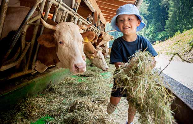 Il bambino dà da mangiare alle mucche