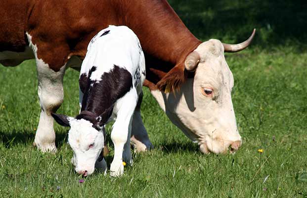 Nutrire le mucche in un prato