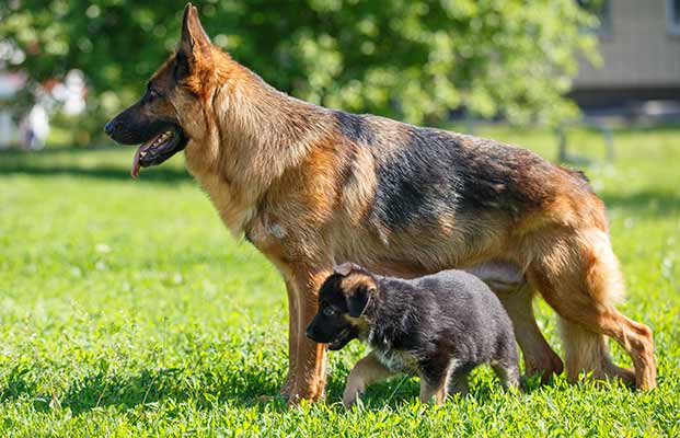 Due cani da pastore in un prato