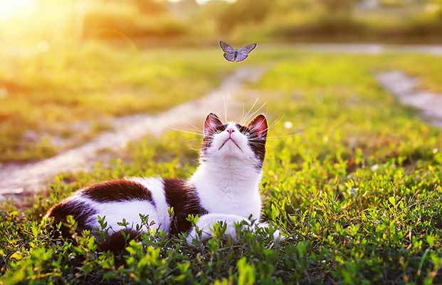 Un gatto osserva una farfalla