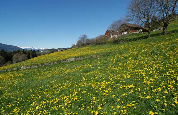 Regione turistica Pfalzen