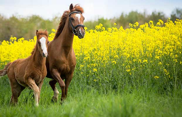 Cavallo e puledro in un prato