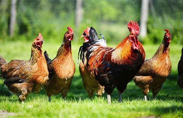 Gallo e galline in un prato