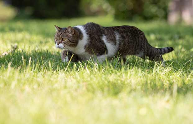 Un gatto in cerca di cibo