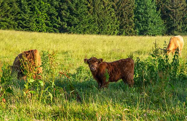 Bovini delle Highlands in un prato