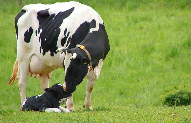 Mucca e vitello in un prato