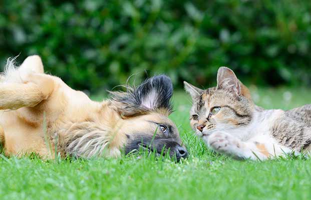 Gatto e cane in giardino