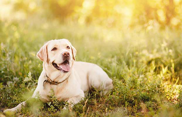 Cane in un prato