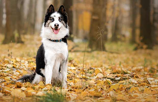 Cane seduto nella foresta