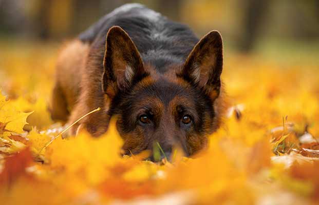 Cane in una foresta