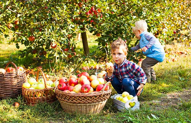 I bambini raccolgono le mele