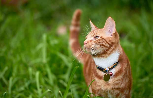 Gatto nell'erba alta